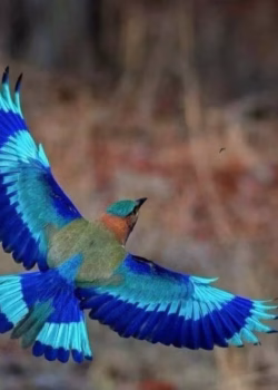 دانلود پرنده‌ ای که پرواز کرد از نویسنده غزل پورنسایی_ کامل pdf