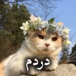 دانلود رمان دردم pdf از سرو روحی