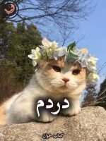 دانلود رمان دردم pdf از سرو روحی
