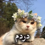 دانلود رمان دردم pdf از سرو روحی